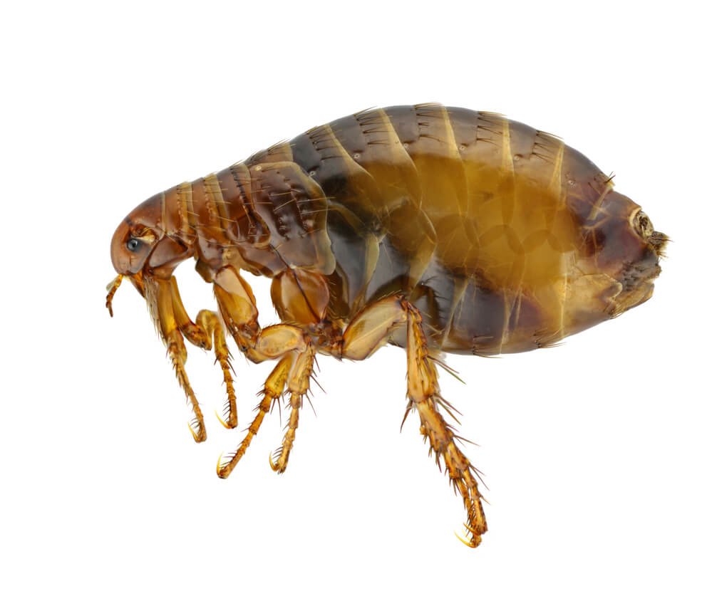 Feeling Itchy? Foolproof Ways to Get Rid of Fleas in Your Carpet. 